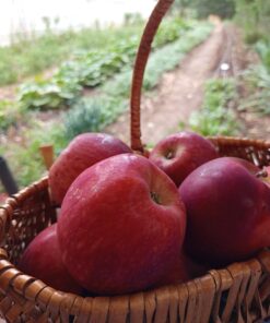 Manzana Red