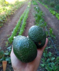Palta Hass 2 Unid (Aprox 300grs)