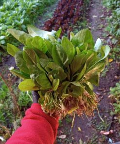 Espinaca x atado