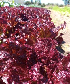 Lechuga Morada x Kg.