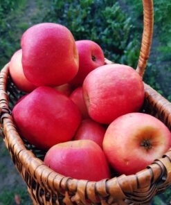 Manzana Pink