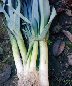 Puerro atado x 500 Gr