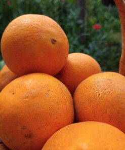 Naranja Sanguinea