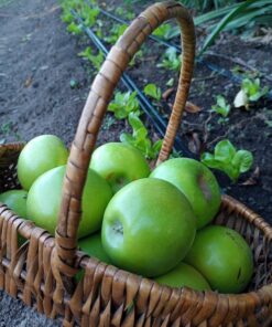 Manzana Granny (verde)