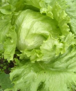 Lechuga capuchina o arrepollada 1kg
