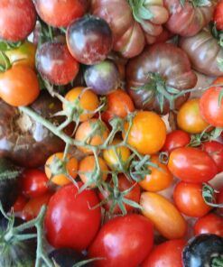 Plantin tomate cxherry