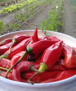 Ají Picante Huerta Grande x 20 Gr. (5 unidades aprox)