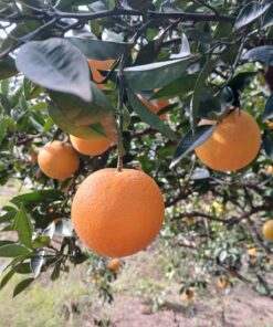 Naranjas 2kg Oferta