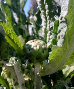 Plantines de alcaucil