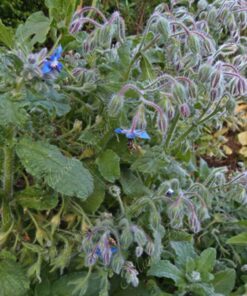 Plantines de Borraja