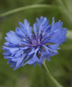 Plantin Centaurea