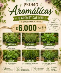 Combo Plantines Aromáticas x 6 M10 (Oregano, Tomillo, Menta, Melisa, Romero, Ruda s/disponibilidad)