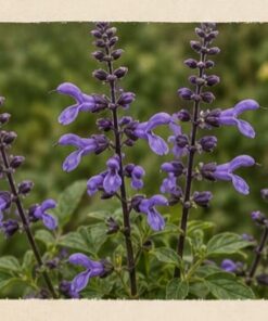 Salvia guaranitica M12