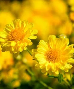 Crisantemo Silvestre Amarillo