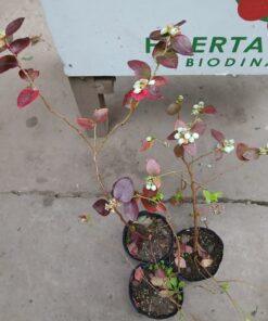 PLANTA DE ARANDANOS SAN PEDRO
