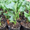 Plantin Habas