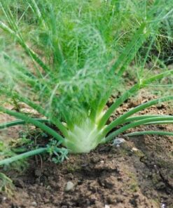 Plantin hinojo