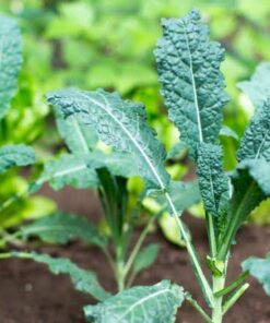 plantin Kale