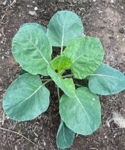 Plantin repollo blanco o morado
