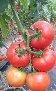Plantin tomate redondo