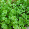Plantin cilantro