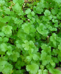 Plantin cilantro