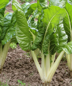 plantin acelga