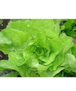 Plantin lechuga