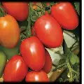 Plantin tomate perita
