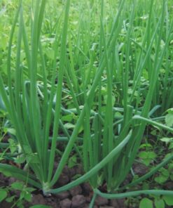 Plantin verdeo