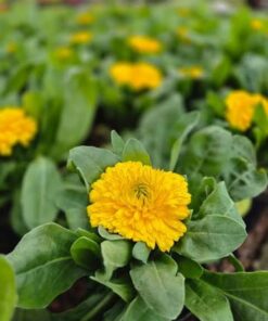 Plantin de copete