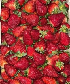 Frutillas agroecologicas x 5kg OFERTA!