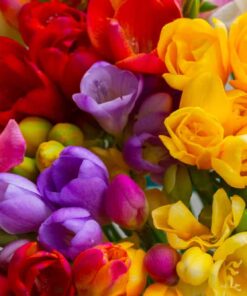 plantin de fresias