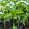 Plantin de morron