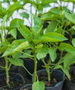 Plantin de morron