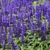 Salvia Azul