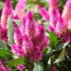 Plantin celosia