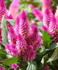 Plantin celosia