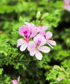 Plantin citronela
