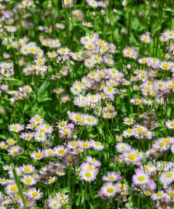 Plantin erigeron