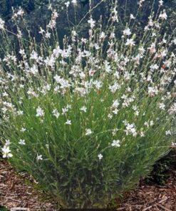Plantin gaura blanca