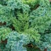 Plantin kale