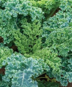 Plantin kale