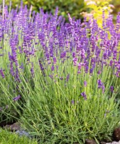 Plantin lavanda
