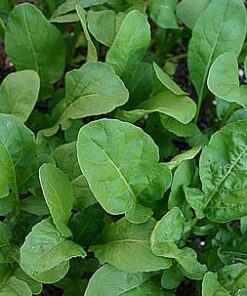Plantin rucula