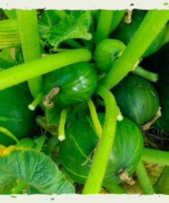 Plantin zapallito